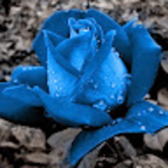 Meet your Posher, Kay - Picture 1 of 1